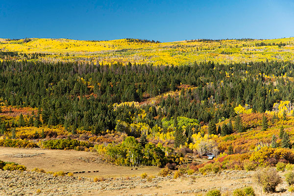 Four Mile Ranch is a 1441 acre ranch just 15 minutes to Glenwood Springs, Colorado.